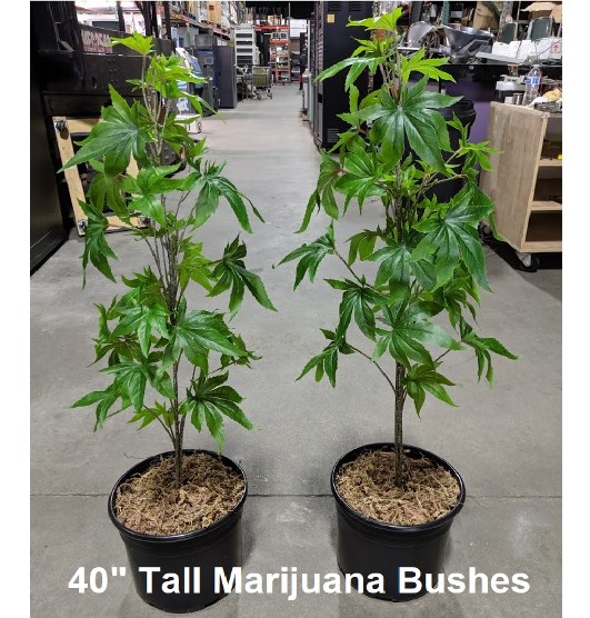 Fake Marijuana Plants