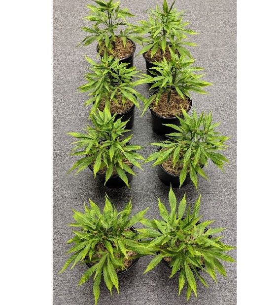 fake marijuana plants, fake pot plants
